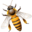 Lappe's Bee Supply Icon